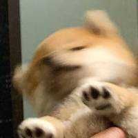 しば