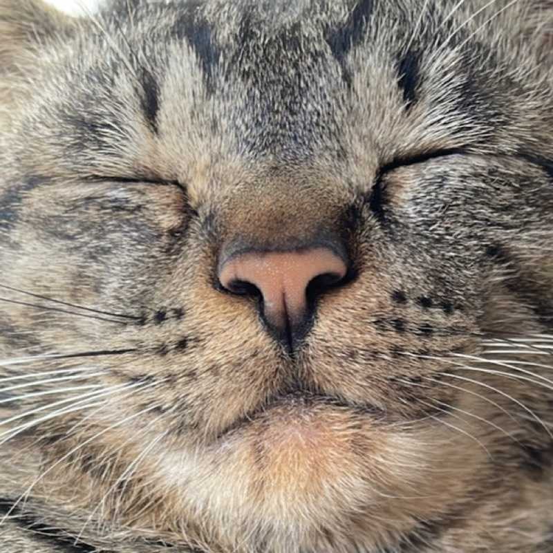 いぶき
