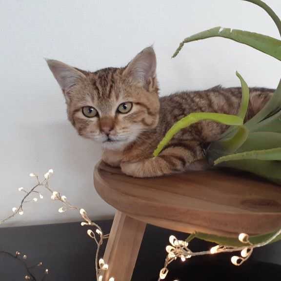 Neko4hiki
