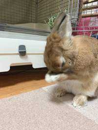 ユーザーアイコン