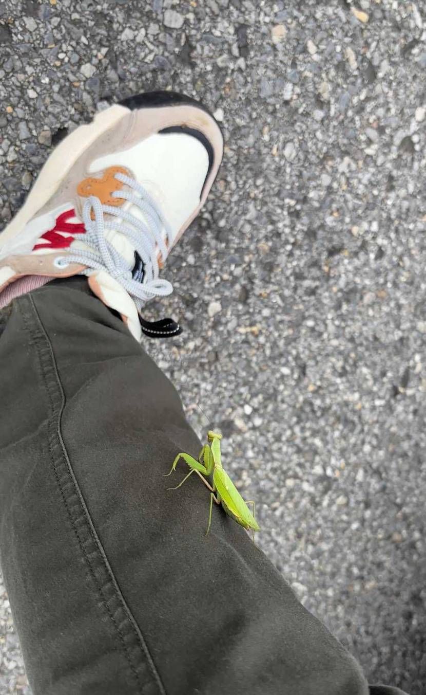 おはようございます😃栗拾い行ってきまーす👍🤭