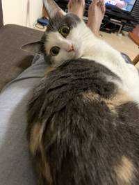 mode