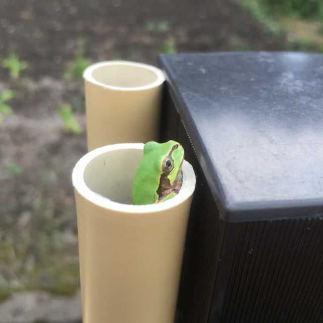 よしのり