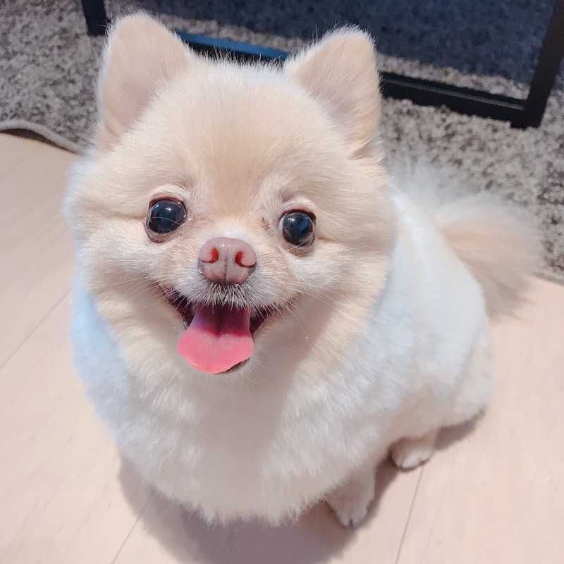 川本