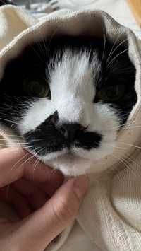はえぎわ