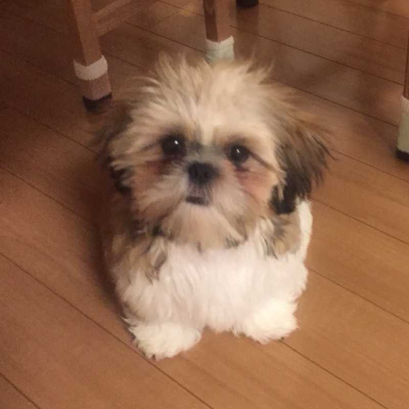 Tめがね(出品者)