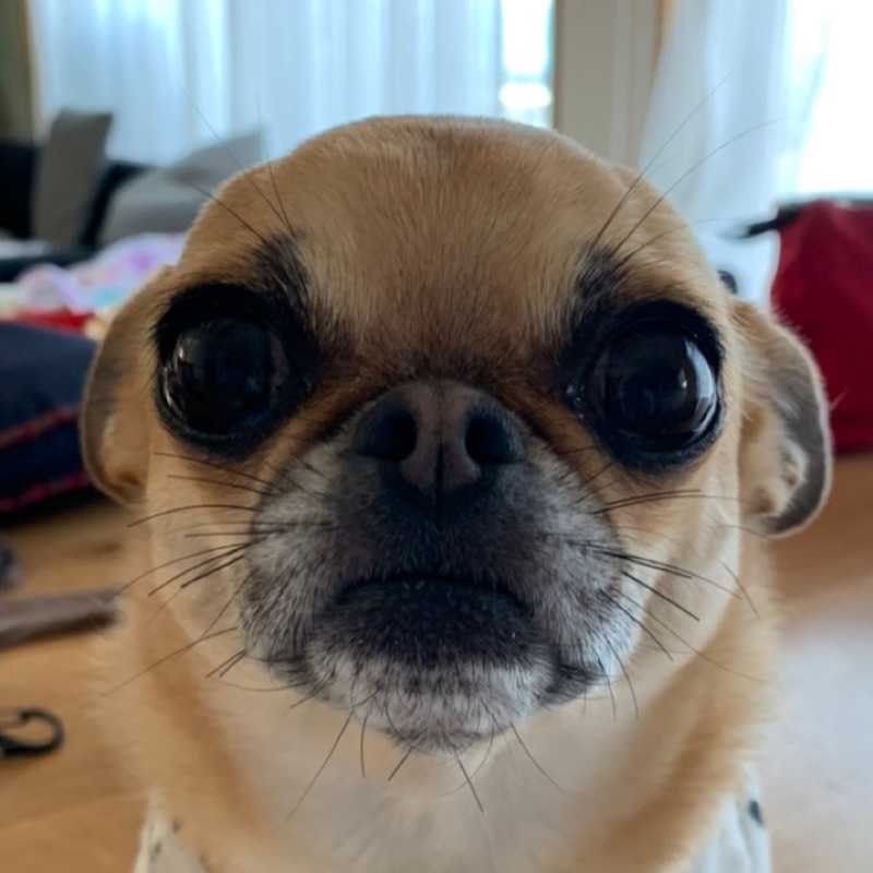 koZ