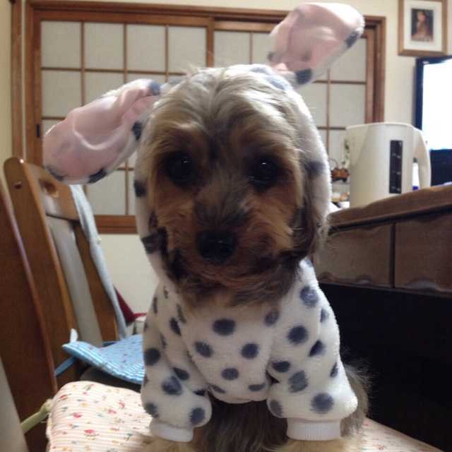 シナモン