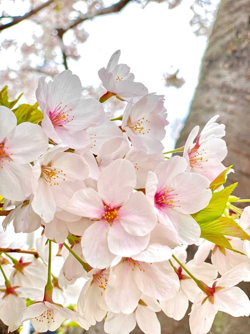 今日は夫婦でお花見🌸
もともと全くスニーカーに興味がなかっ