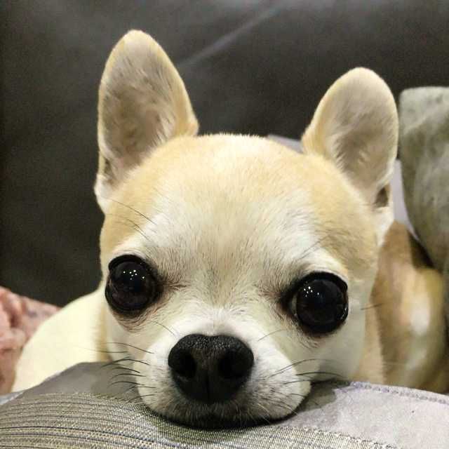 げん
