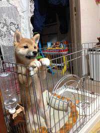 ちろる