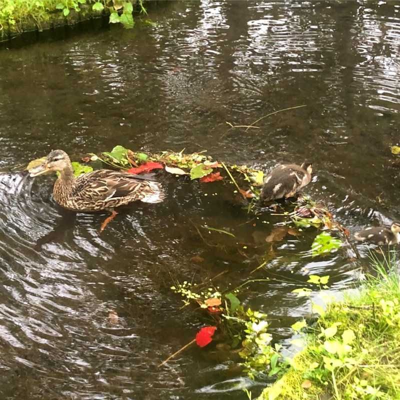 ハネハネ