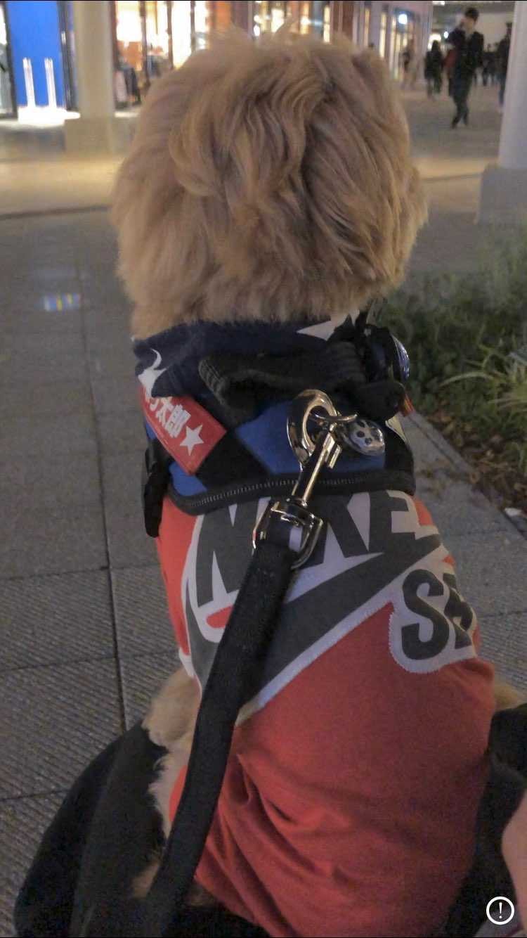 着なくなった僕のSB Teeをリメイクした服を着せ散歩🐶🐾＆