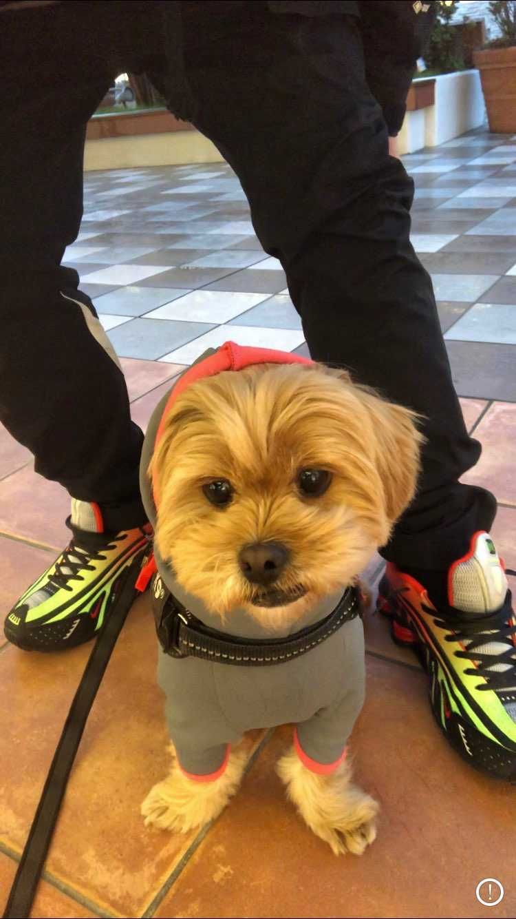 昨日☔️だったので🐶の散歩がてら近くのアウトレットに行ってきました🙌