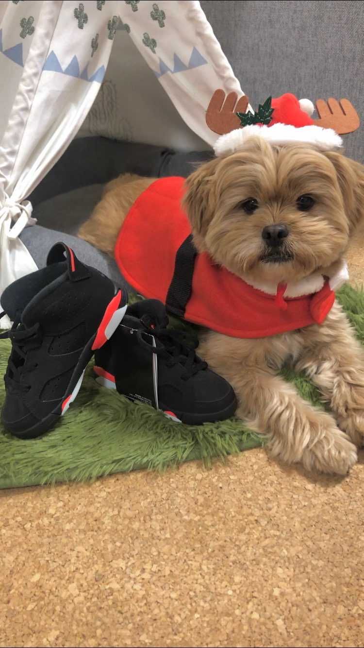 明日は🎄
いつも刺激をありがとうございます🙏
そして、
ちと早いけど、スニ
