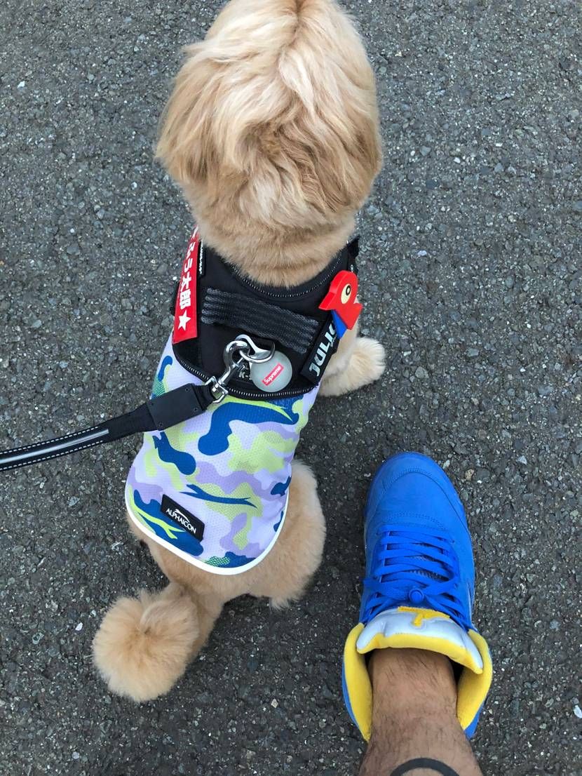 レッツ散歩🐶😊
個人的に青のノーマルシューレースが一番しっくりくる。