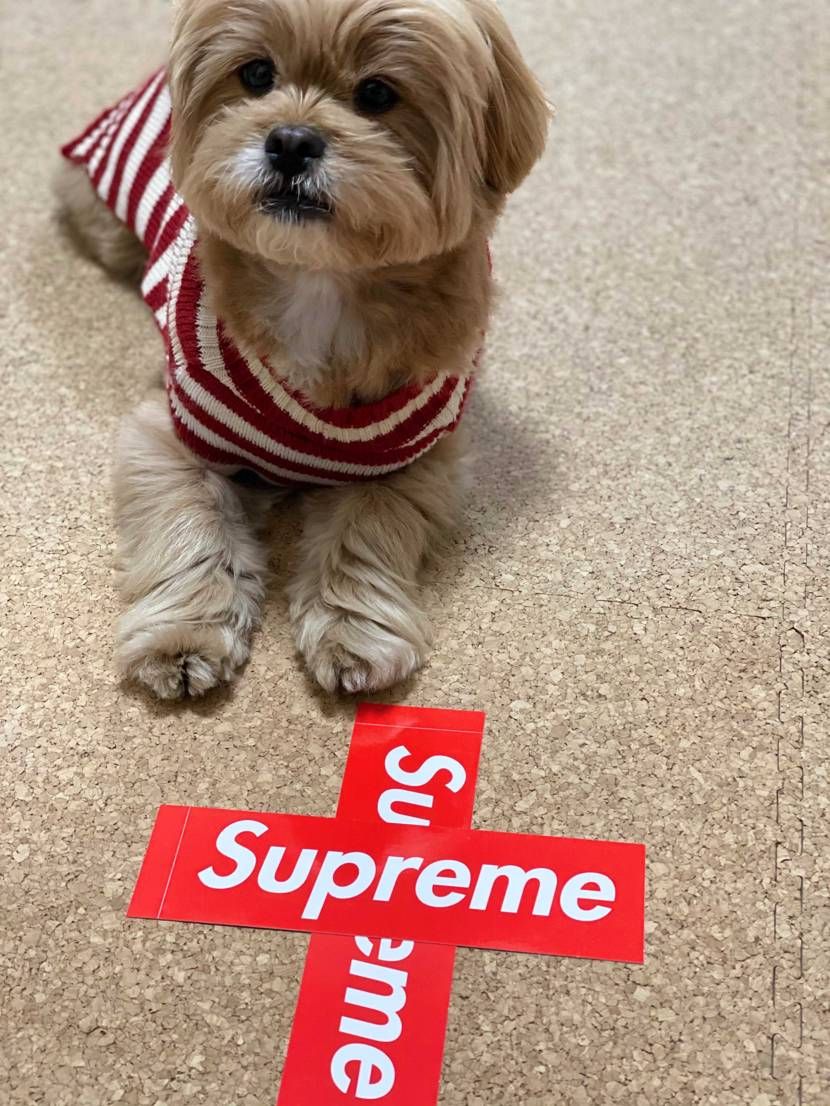 メリークリスマス🎄