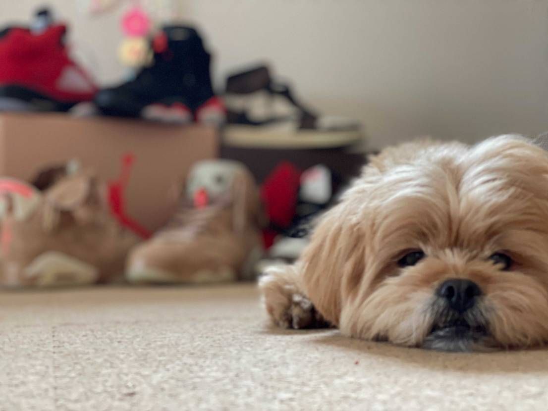 自慢の愛犬 &スニーカー😙