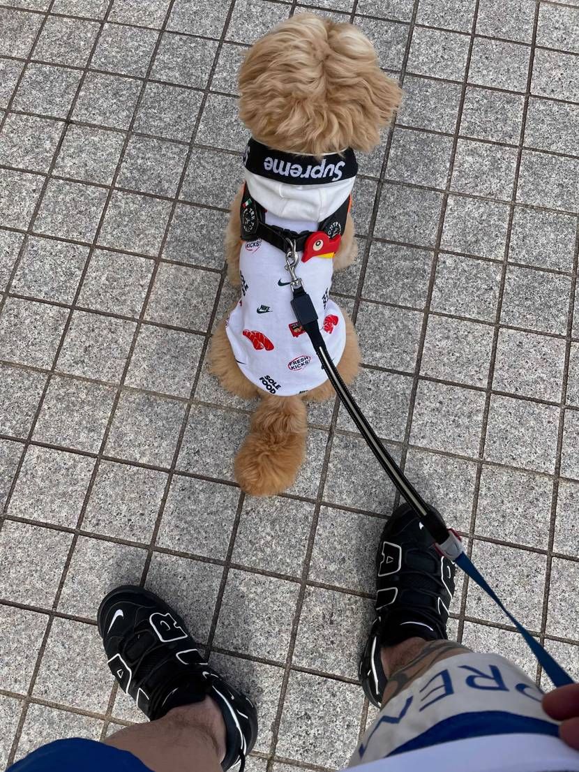モアテン散歩😊