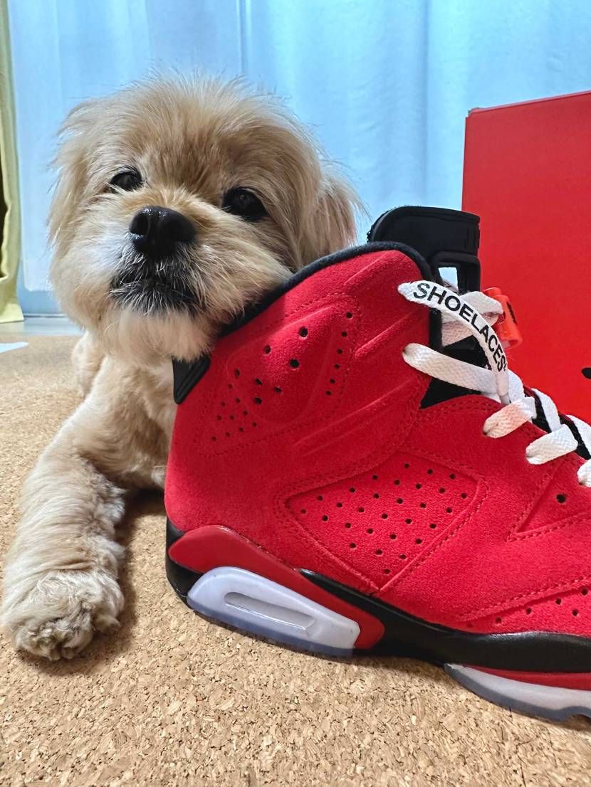 AJ6大好きアピールを相棒に手伝ってもらいました😆