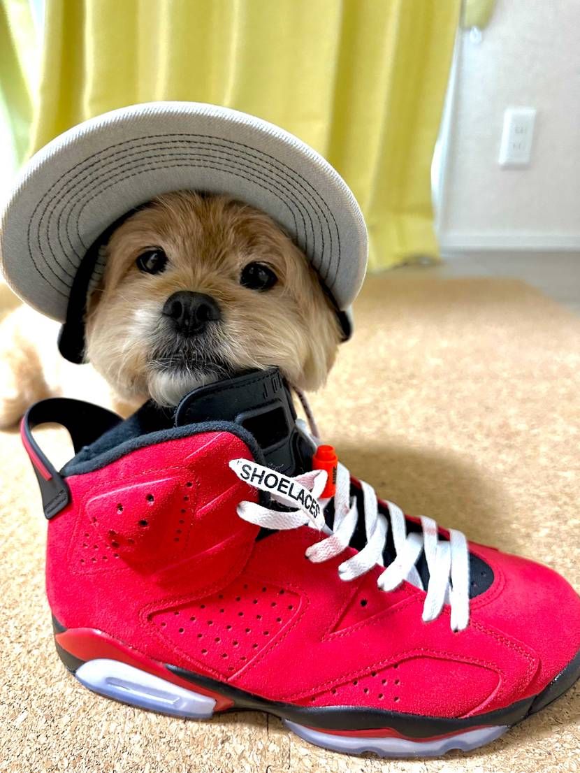 AJ6大好きアピールを相棒に手伝ってもらいました😆