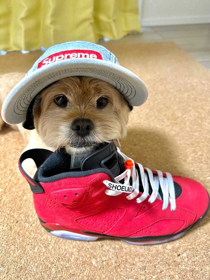 AJ6大好きアピールを相棒に手伝ってもらいました😆