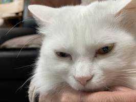 ねこ