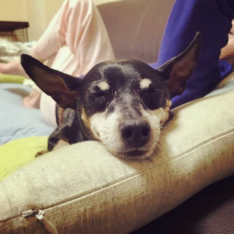 さとる