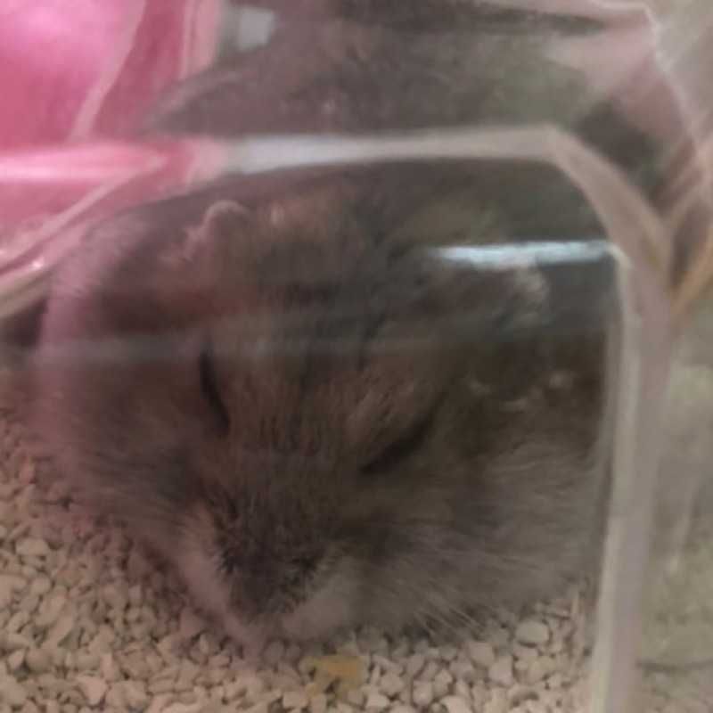 和英