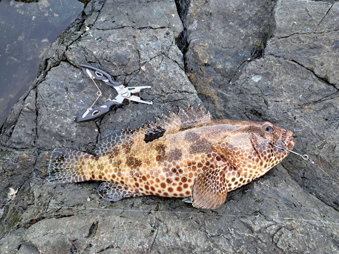 今日も本命は釣れず‥
ウツボのオンパレード🎵笑

こち