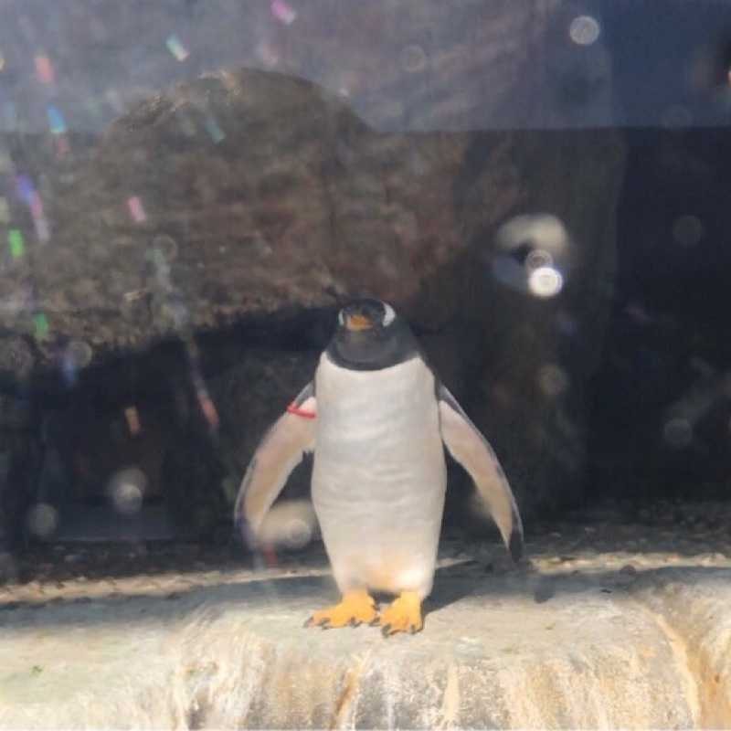 あかね