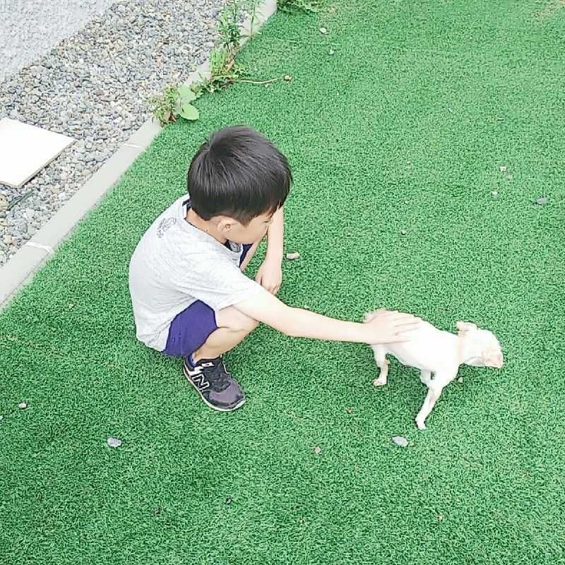 はやと