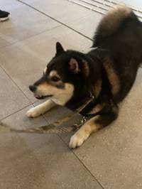 ユーザーアイコン