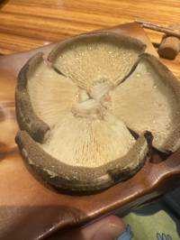 nyaoha(出品者)