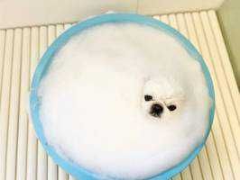 ぽけもにあ
