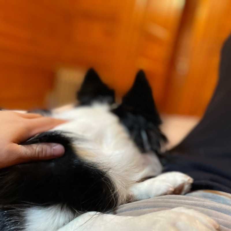 サン