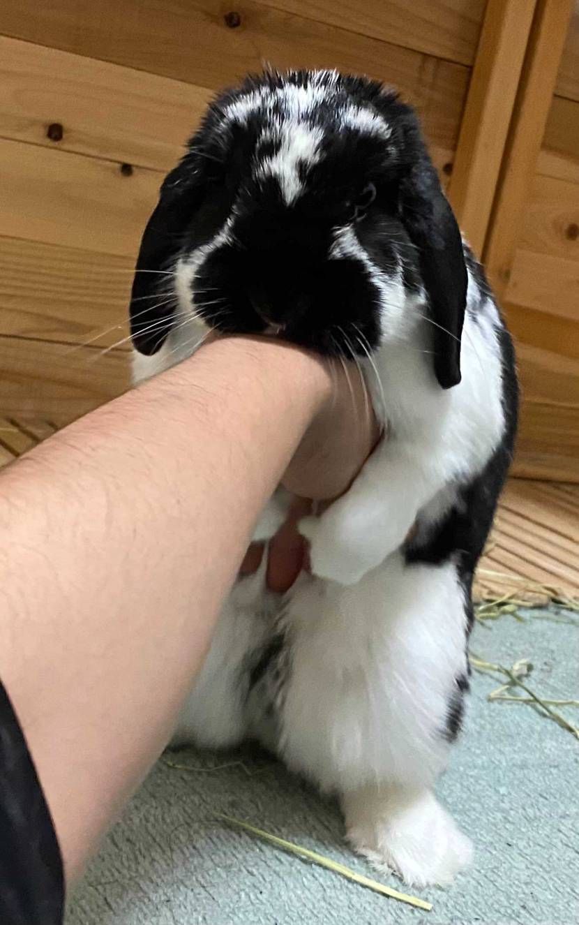 動物病院で白内障と診断されましたが、
まだまだ腰振る6歳半になったカフー君です