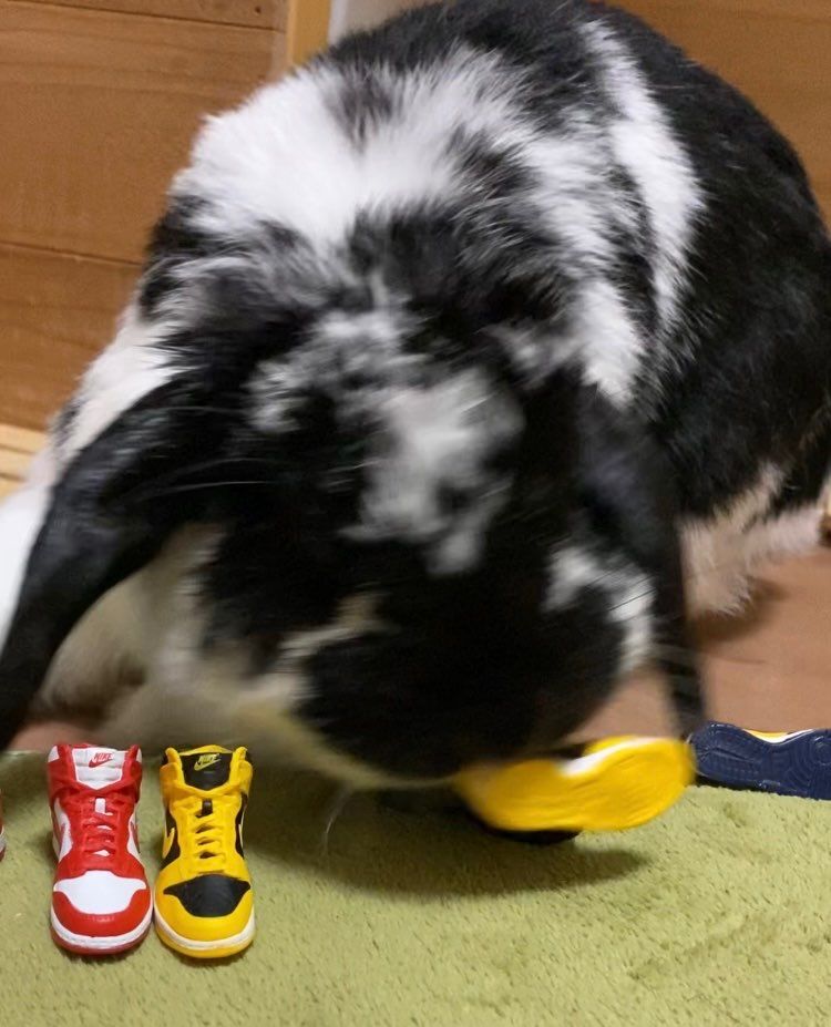 ぽいっ🤘
ポイっ🤘
ポォーい(つД`)ノ👟


お