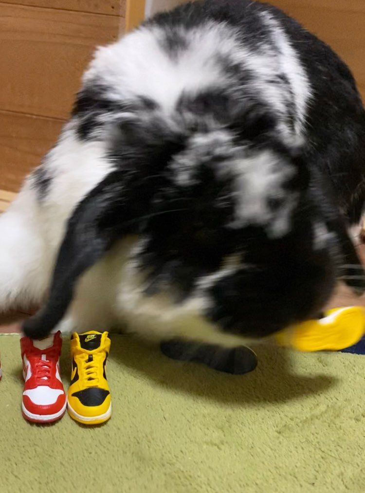 ぽいっ🤘
ポイっ🤘
ポォーい(つД`)ノ👟


お