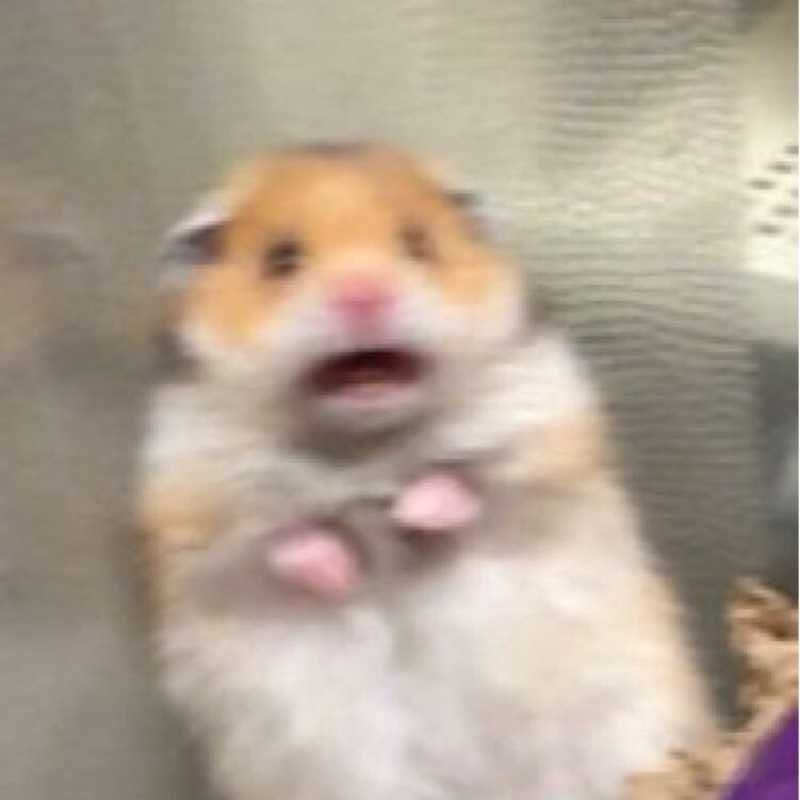 理々花