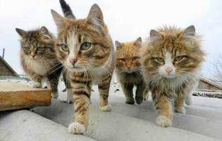 ねこ(出品者)