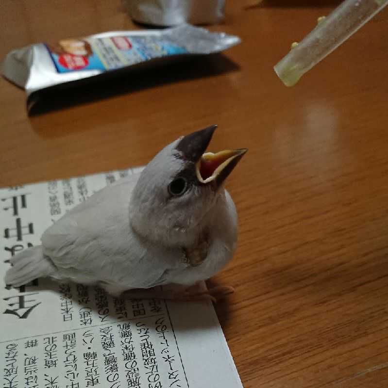 はぐれもの