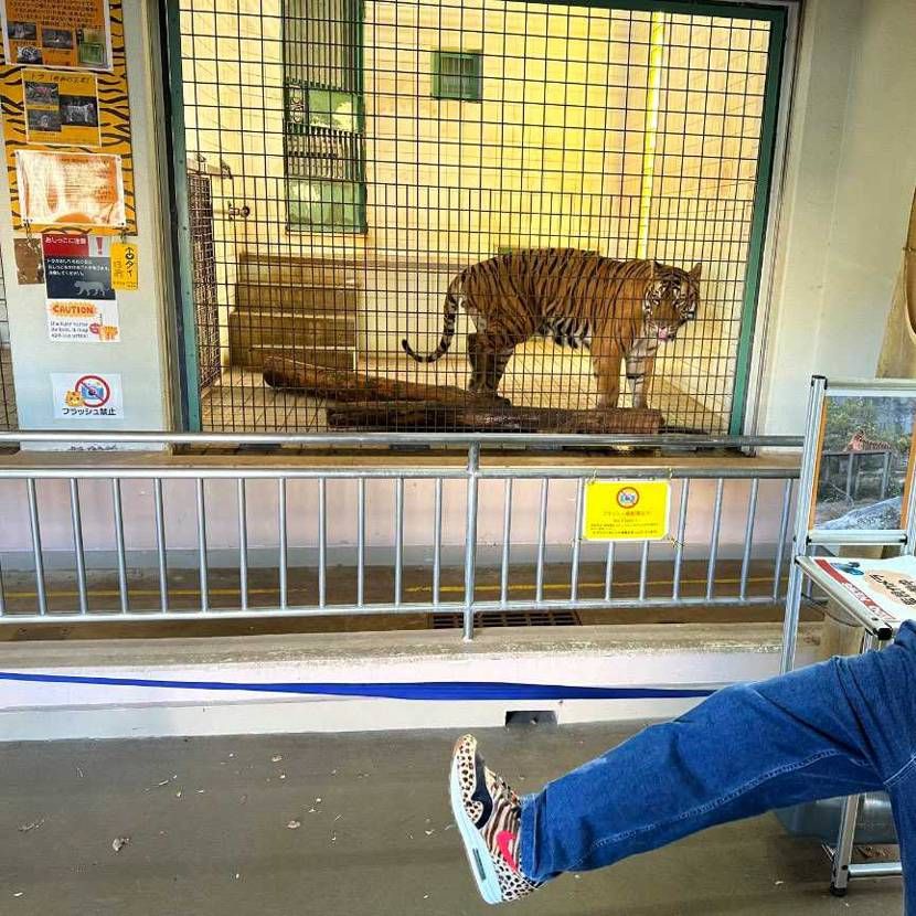 動物園で初履き!
トラにめっちゃ見つめられました😂