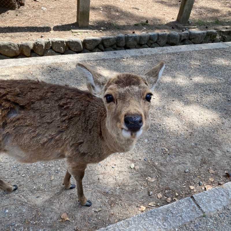 あおりゅう