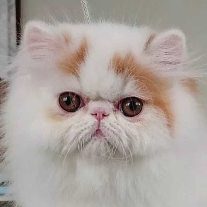 大貴