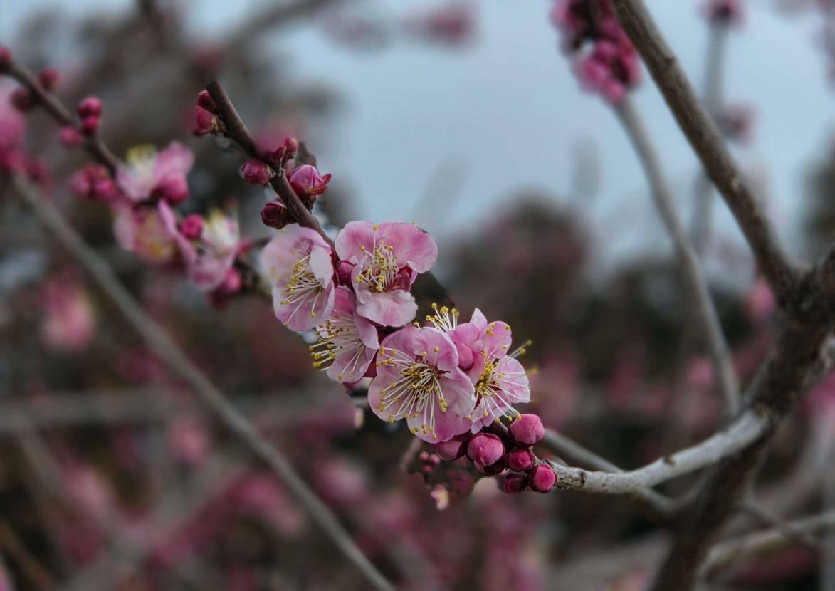 花見🌸と神社参拝⛩️で気分リフレッシュ👍
暖かい週末を経て