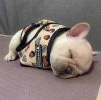  こむぎ