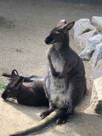 カンガルーー