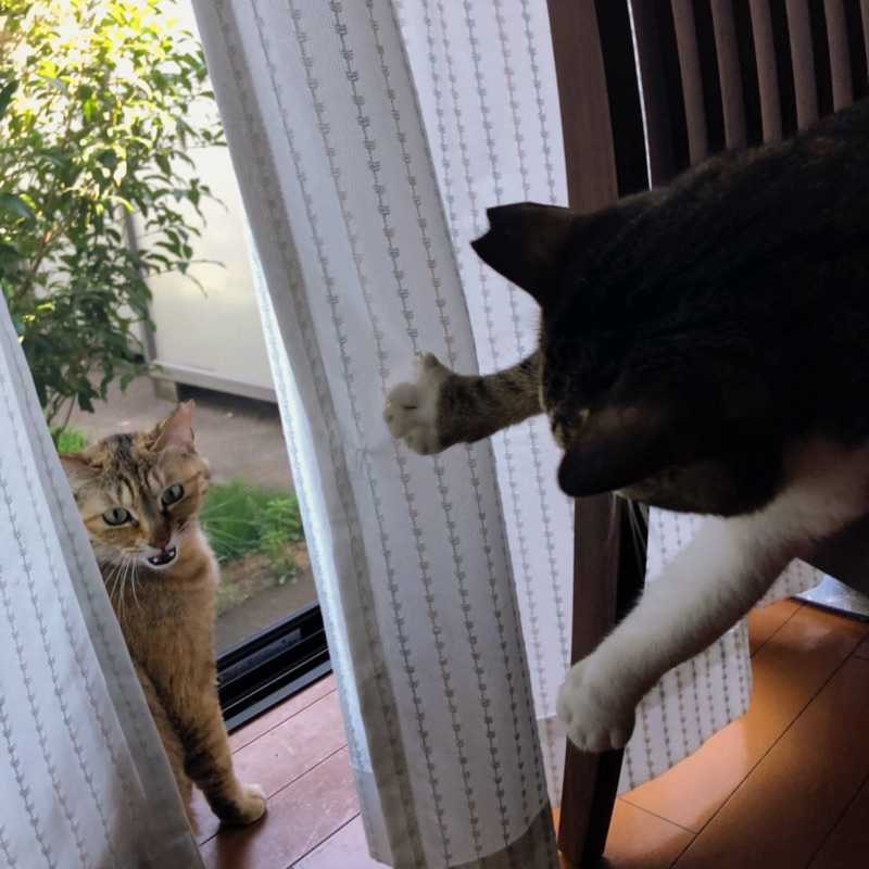 ナビミミ