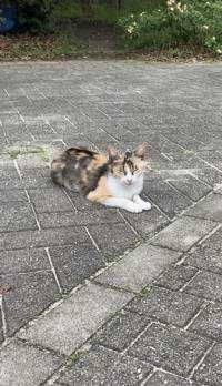 いもむし